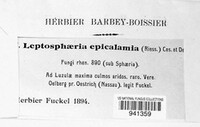 Leptosphaeria epicalamia image